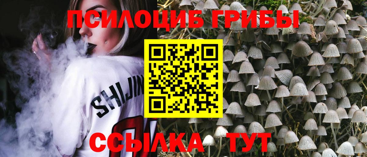 Псилоцибиновые грибы Psilocybe Кузнецк